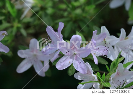 咲き誇る情熱の花 咲き誇る情熱の花 127410308