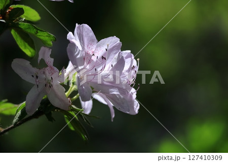 咲き誇る情熱の花 127410309