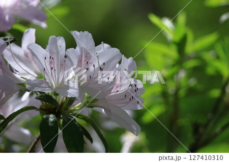 咲き誇る情熱の花 咲き誇る情熱の花 127410310