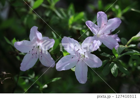 咲き誇る情熱の花 咲き誇る情熱の花 127410311