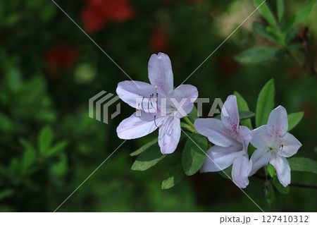 咲き誇る情熱の花 咲き誇る情熱の花 127410312