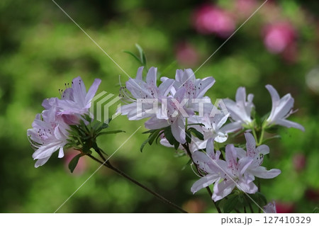 咲き誇る情熱の花 127410329