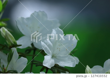 咲き誇る情熱の花 咲き誇る情熱の花 127410332