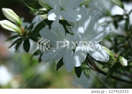 咲き誇る情熱の花 127410333