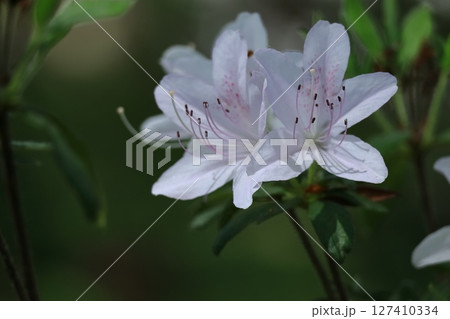 咲き誇る情熱の花 127410334