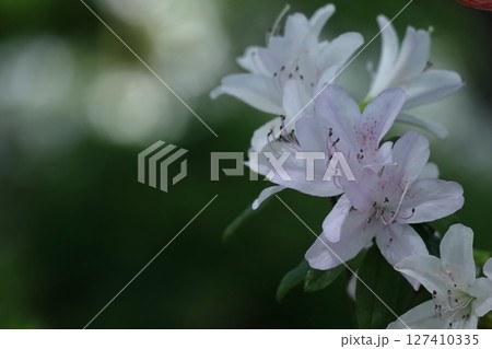 咲き誇る情熱の花 咲き誇る情熱の花 127410335