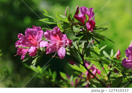 咲き誇る情熱の花 127410337