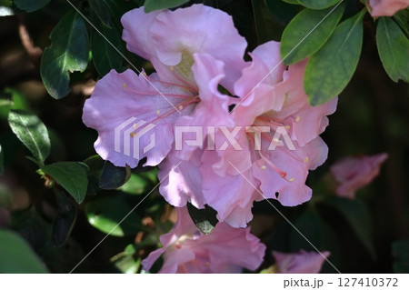 咲き誇る情熱の花 咲き誇る情熱の花 127410372
