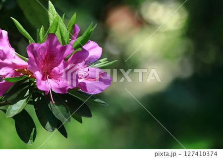 咲き誇る情熱の花 127410374