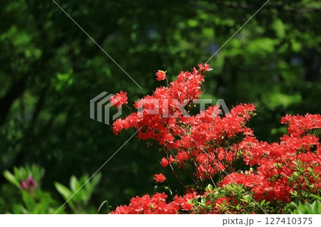 咲き誇る情熱の花 127410375