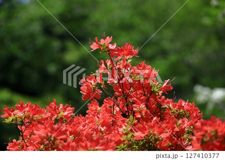 咲き誇る情熱の花 127410377