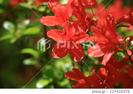 咲き誇る情熱の花 127410378