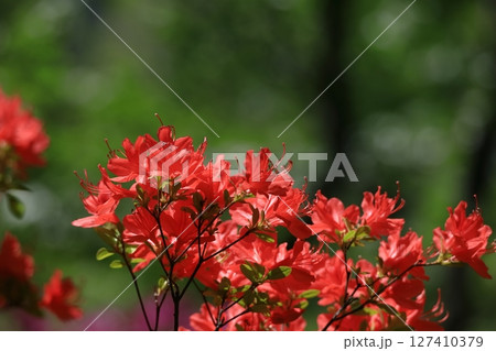 咲き誇る情熱の花 127410379