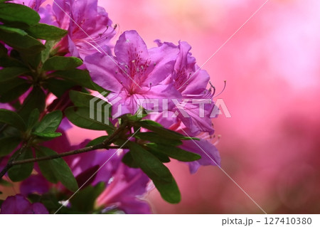 咲き誇る情熱の花 咲き誇る情熱の花 127410380