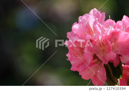 咲き誇る情熱の花 127410394
