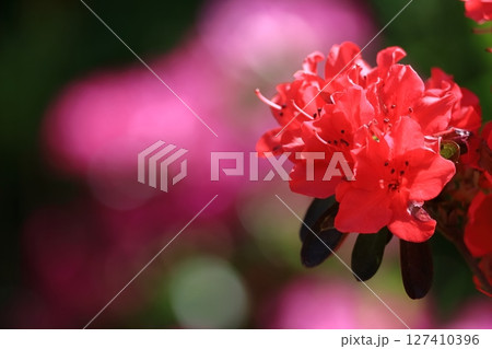 咲き誇る情熱の花 127410396