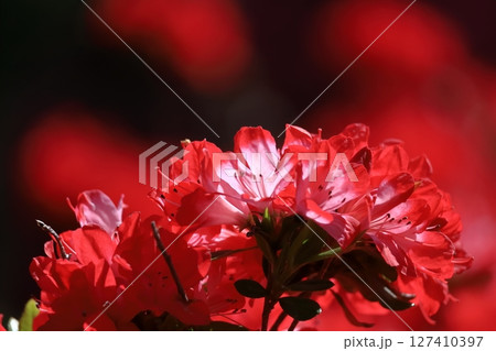 咲き誇る情熱の花 127410397