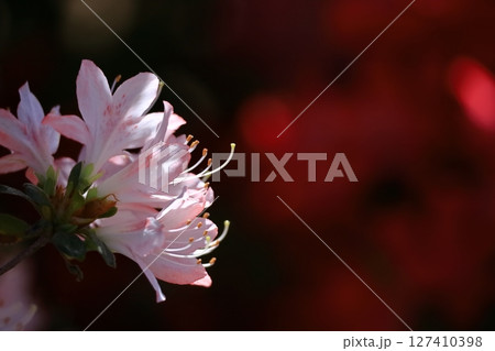 咲き誇る情熱の花 127410398