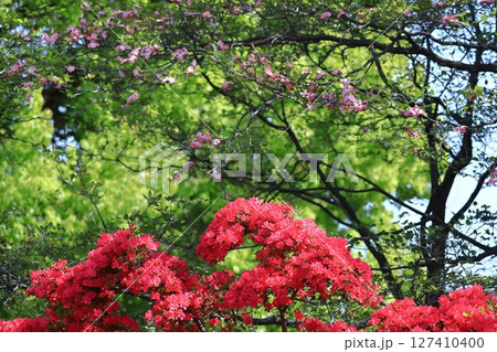 咲き誇る情熱の花 127410400