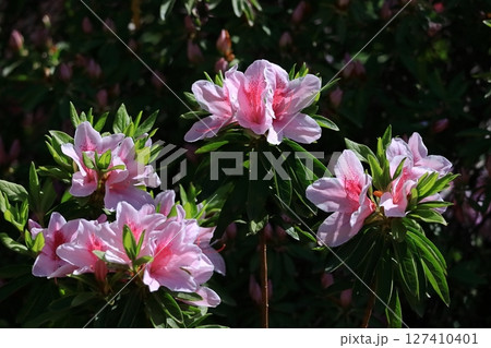 咲き誇る情熱の花 127410401