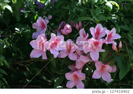 咲き誇る情熱の花 127410402