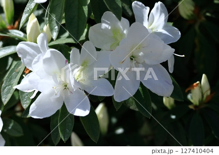 咲き誇る情熱の花 127410404