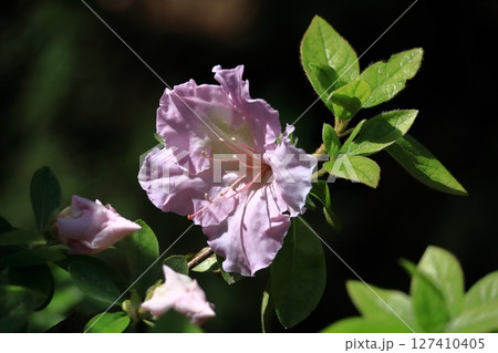 咲き誇る情熱の花 127410405