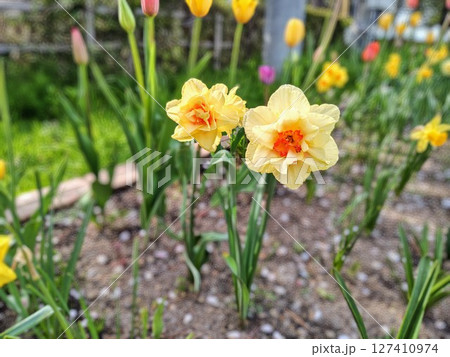 春の花壇に咲く美しいスイセン 春の花壇に咲く美しいスイセン 127410974