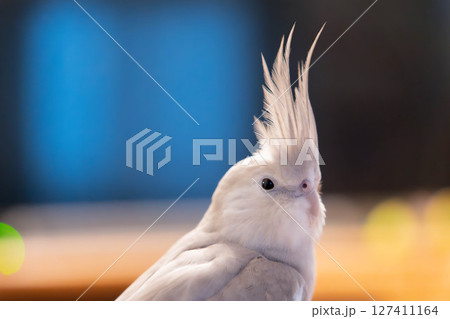 冠羽が立った白いオカメインコのアップ（背景ぼかし） 127411164
