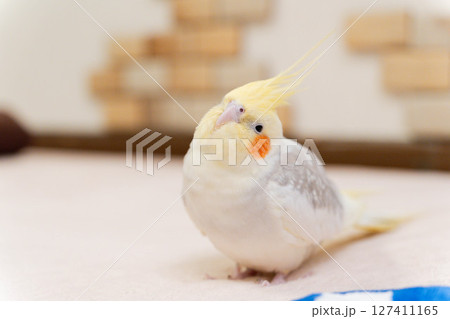 首をかしげるかわいいオカメインコ（室内） 127411165