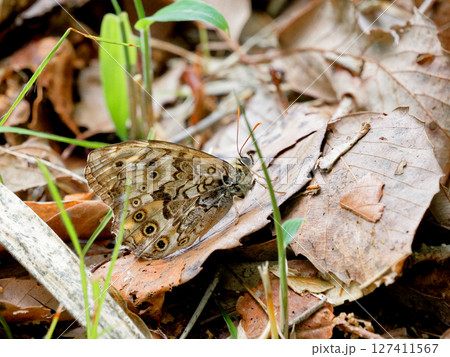 ブナ科コナラの幹に止まるタテハチョウ科サトキマダラヒカゲ 127411567