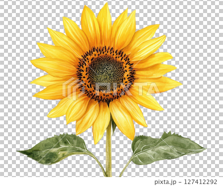 Sunflower watercolor PNG clipart isolated on white background. 127412292