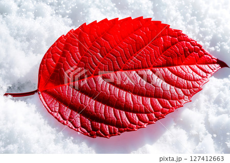A red leaf laying in the snow on a sunny day 127412663