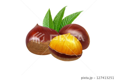 栗のイラスト リアル 和栗 栗のイラスト リアル 和栗 127413251