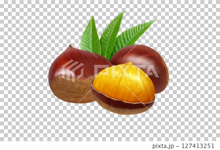 栗のイラスト リアル 和栗 栗のイラスト リアル 和栗 127413251