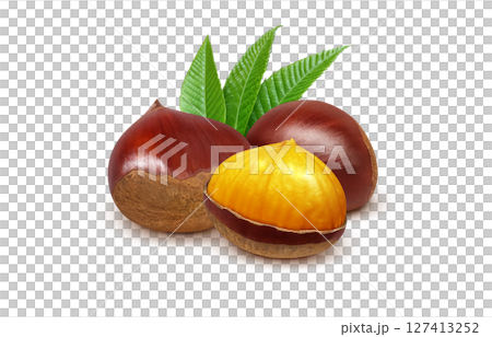 栗子插畫，逼真的日本栗子 127413252