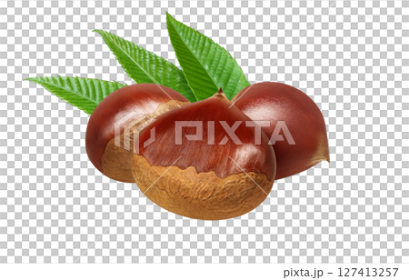 栗子插畫，逼真的日本栗子 127413257