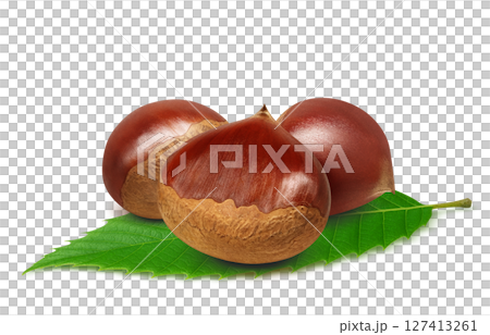 栗子插畫，逼真的日本栗子 127413261