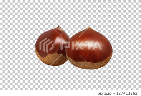 栗子插畫，逼真的日本栗子 127413262