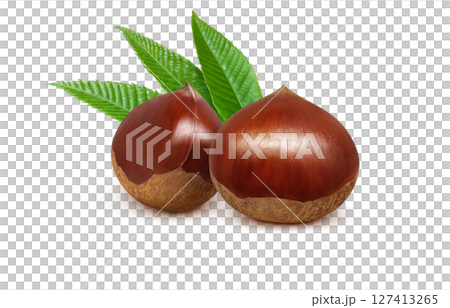 Chestnut illustration, realistic, Japanese chestnut 127413265