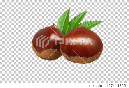 Chestnut illustration, realistic, Japanese chestnut 127413266