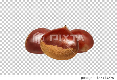 栗子插畫，逼真的日本栗子 127413270