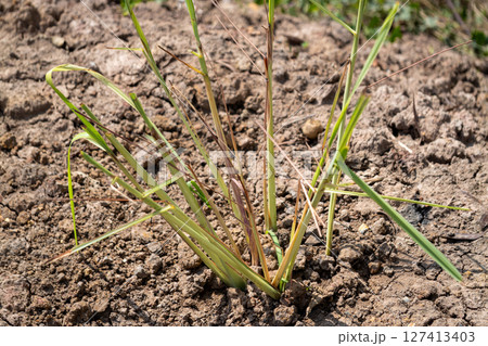 New grass growth in dry soil agricultural field nature sunny environment close-up view 127413403
