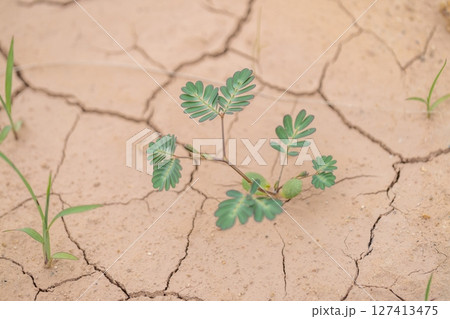 Resilient plant growth in arid soil desert landscape nature close-up view survival concept Resilient plant growth in arid soil desert landscape nature close-up view survival concept 127413475