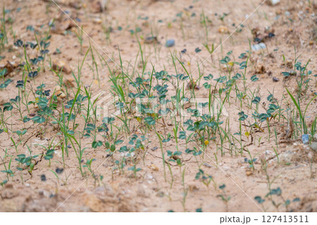 New growth of green plants in sandy soil nature scene close-up view natural environment 127413511
