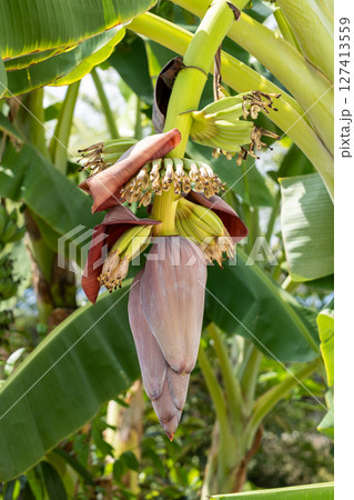 Banana flower blooming in tropical garden nature lush environment close-up view 127413559