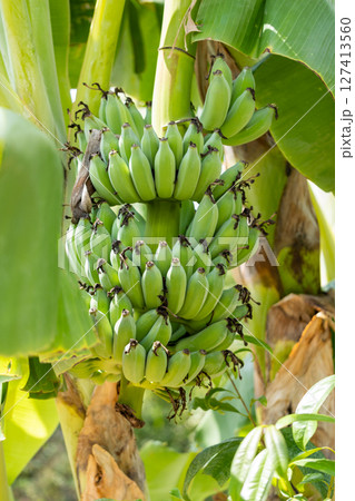 Banana bunch harvesting tropical farm nature lush environment close-up view agriculture concept Banana bunch harvesting tropical farm nature lush environment close-up view agriculture concept 127413560