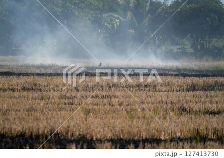 Smoke rising from harvested rice fields rural area nature calm environment wide angle agriculture Smoke rising from harvested rice fields rural area nature calm environment wide angle agriculture 127413730