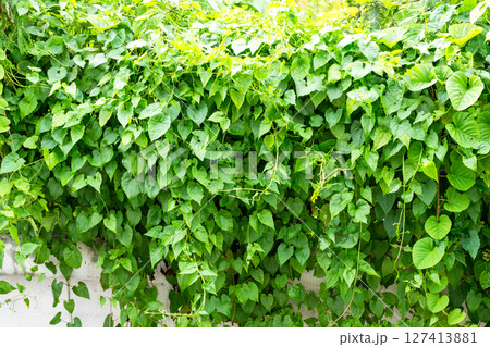 Lush green vines covering a wall urban garden nature bright environment close-up view growth concept Lush green vines covering a wall urban garden nature bright environment close-up view growth concept 127413881