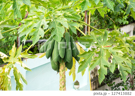 Harvesting papaya fruits backyard garden nature tropical environment close-up view organic growth 127413882